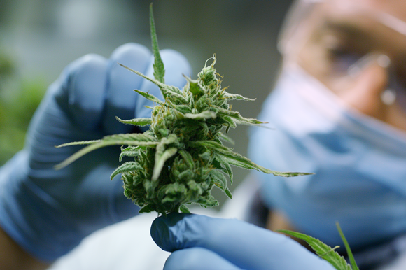 the Marijuana Detoxification