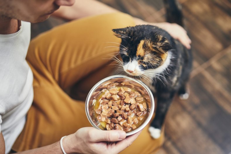 best sensitive stomach cat food
