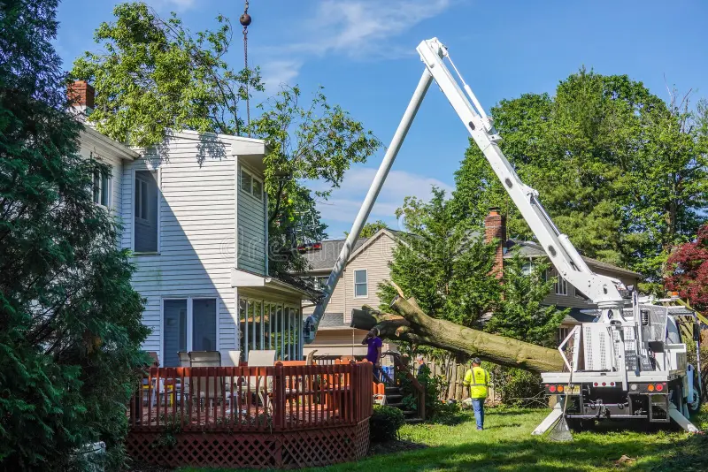 Tree Surgery Services